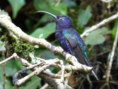 Campylopterus hemileucurus