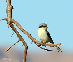 Lanius excubitor