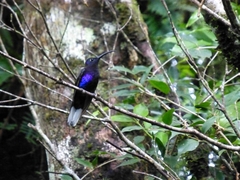 Campylopterus hemileucurus