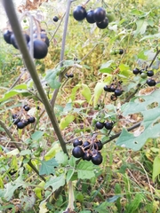 Solanum nigrum