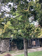 Cupressaceae