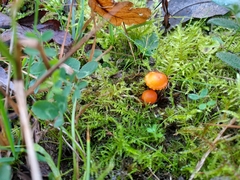 Hygrocybe calciphila