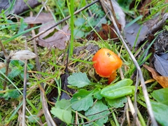 Hygrocybe calciphila
