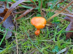 Hygrocybe calciphila