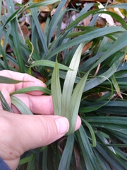 Carex laxiculmis
