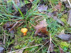 Hygrocybe calciphila