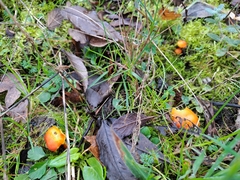 Hygrocybe calciphila