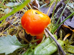 Hygrocybe calciphila