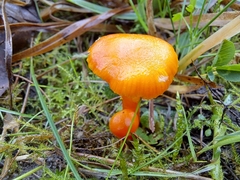 Hygrocybe calciphila