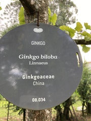 Ginkgo biloba