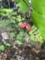 Euonymus occidentalis