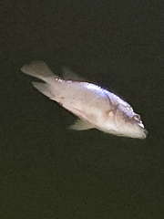 Oreochromis niloticus