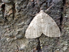 Epirrita dilutata
