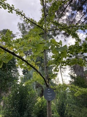 Ginkgo biloba