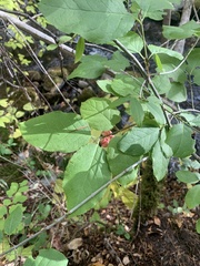 Euonymus occidentalis