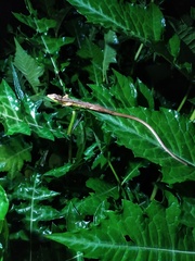 Takydromus sexlineatus
