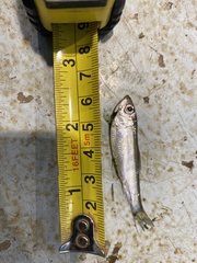 Alosa pseudoharengus