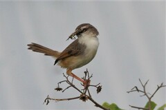 Prinia subflava
