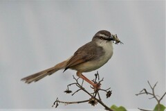 Prinia subflava