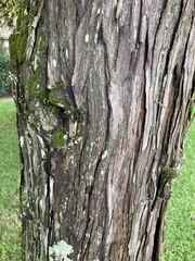 Cupressaceae