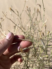 Lygodesmia grandiflora