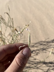 Lygodesmia grandiflora