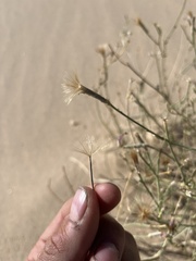 Lygodesmia grandiflora