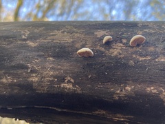 Deconica horizontalis