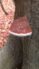 Fomitopsis