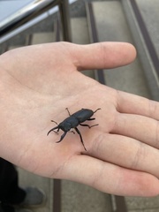 Dorcus rectus rectus