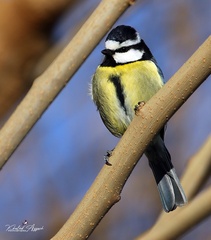 Cyanistes teneriffae