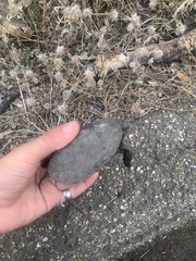 Actinemys marmorata marmorata