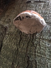Fomitopsis
