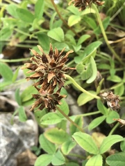 Trifolium thalii