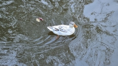 Anas platyrhynchos domesticus
