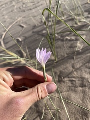 Lygodesmia grandiflora dianthopsis