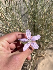 Lygodesmia grandiflora dianthopsis