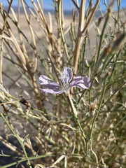 Lygodesmia grandiflora dianthopsis
