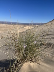 Lygodesmia grandiflora dianthopsis