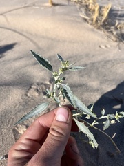 Dicoria canescens