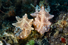 Halgerda batangas