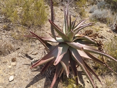 Aloe ferox