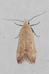 Anacampsis fullonella