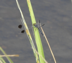 Diplacodes nebulosa