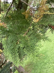 Cupressaceae