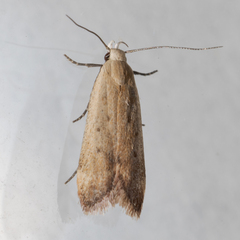 Anacampsis fullonella
