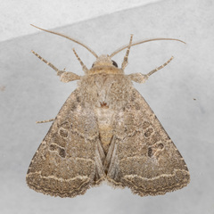Protorthodes orobia