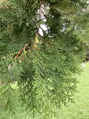 Cupressaceae