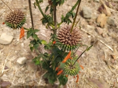 Leonotis