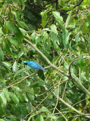 Tersina viridis
